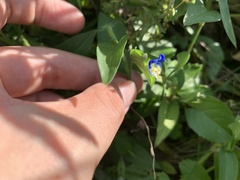 Commelina communis