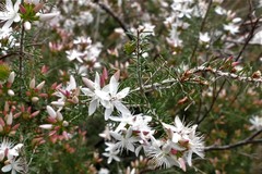 Calytrix alpestris