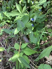 Commelina communis