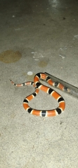 Sonora palarostris