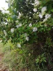 Pithecellobium winzerlingii