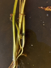 Sparganium glomeratum