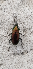 Poecilus versicolor