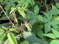 Sympetrum infuscatum