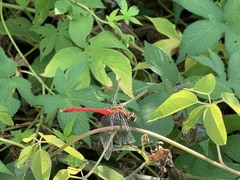 Sympetrum frequens