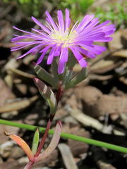 Lampranthus glomeratus