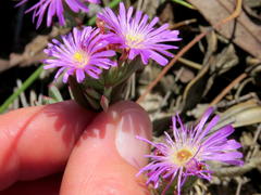 Lampranthus glomeratus