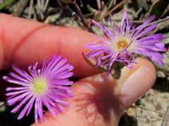 Lampranthus glomeratus