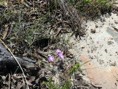 Lampranthus glomeratus