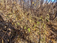 Lathyrus palustris pilosus
