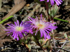 Lampranthus glomeratus
