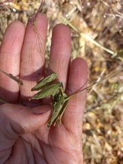Lathyrus palustris pilosus
