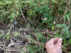 Persicaria thunbergii