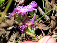 Lampranthus glomeratus