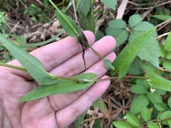 Persicaria thunbergii