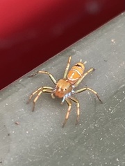 Cosmophasis bitaeniata