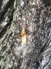 Opisthopsis