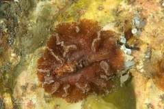 Phrikoceros