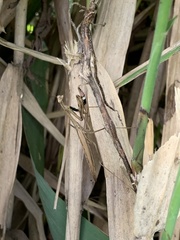 Statilia maculata maculata