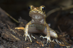 Pulchrana baramica