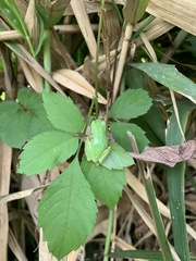 Hyla japonica