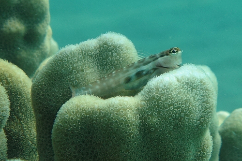 Coral blenny (Ecsenius yaeyamaensis) — Blenniidae — 2