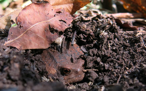 Forest Rain Frog, Breviceps sylvestris