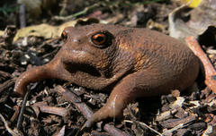 Northern Forest Rain Frog photo 3
