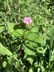 Persicaria thunbergii