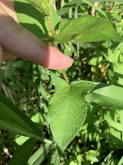 Persicaria thunbergii