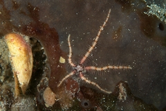 Ophiothrix caespitosa
