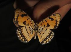 Byblia anvatara acheloia
