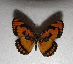 Byblia anvatara acheloia