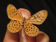 Pardopsis punctatissima