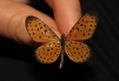 Pardopsis punctatissima