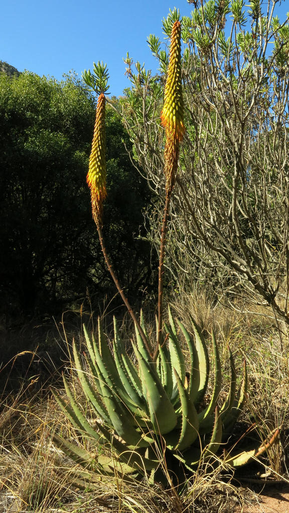 prickly aloe