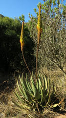 Aloe aculeata