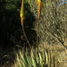 Prickly Aloe - Photo (c) Ryan van Huyssteen, some rights reserved (CC BY-SA), uploaded by Ryan van Huyssteen