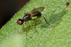 Nemopoda nitidula