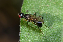 Nemopoda nitidula