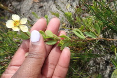 Roepera maritima