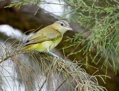 Vireo flavoviridis