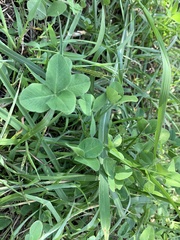 Trifolium repens