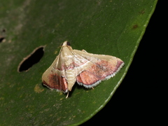 Endotricha repandalis