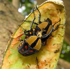 Mecynorhina passerinii
