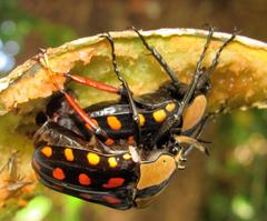 Mecynorhina passerinii