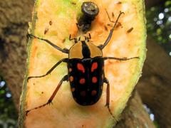 Mecynorhina passerinii