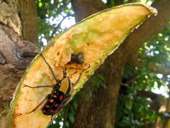 Mecynorhina passerinii