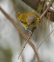 Vireo flavoviridis