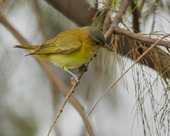 Vireo flavoviridis